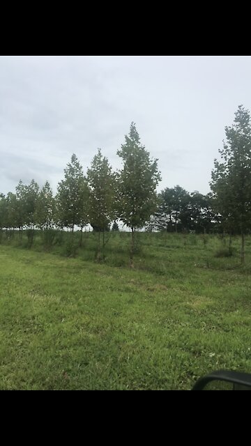 Exclamation sycamore trees at Highland Hill farm
