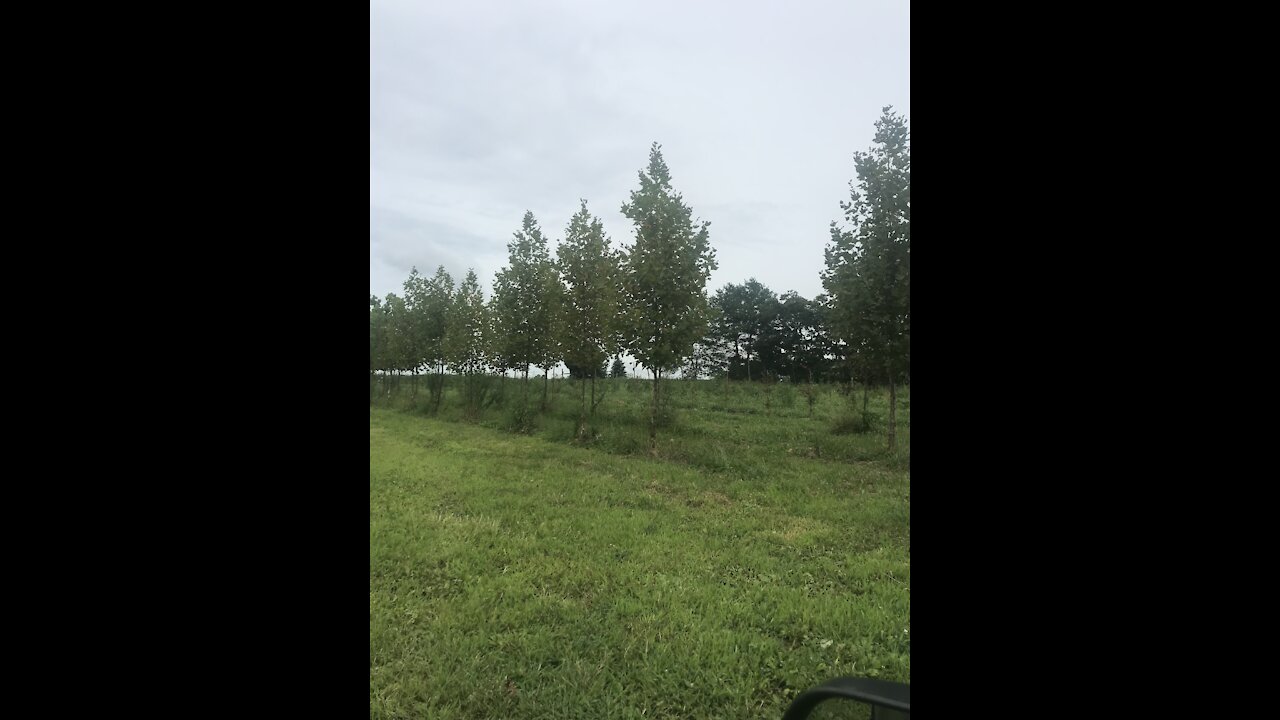 Exclamation sycamore trees at Highland Hill farm