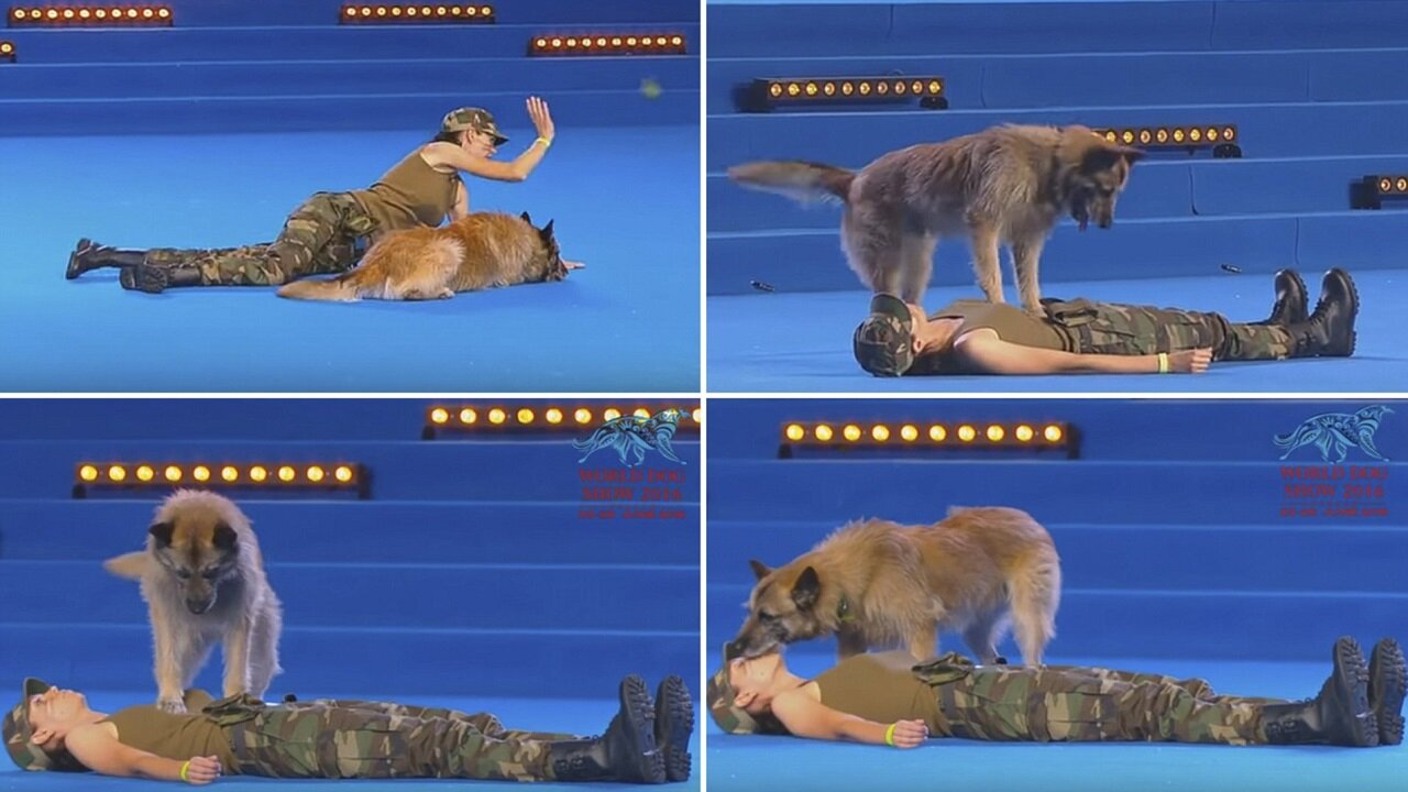 FCI Dog dance World Championship 2021 | Freestyle final | Lisette Olausson and Gaston (Sweden)