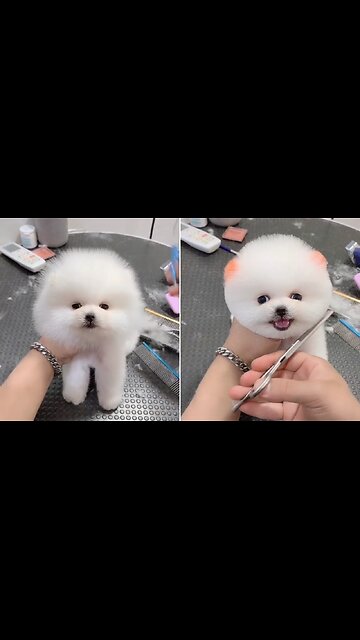 Funny dog 🐕 | #dog | #animals