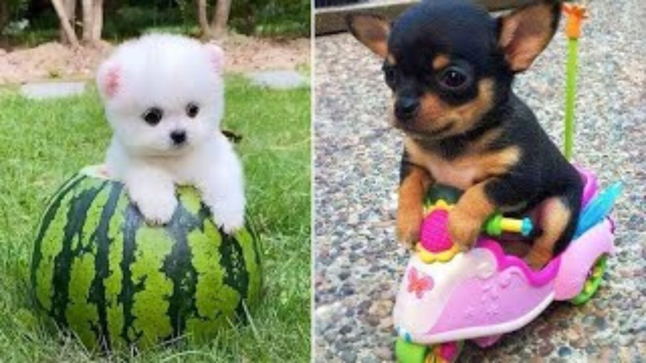 Baby Dogs 🔴 Cute and Funny Dog Videos Compilation 2023 | 30 Minutes of Funny Puppy Videos