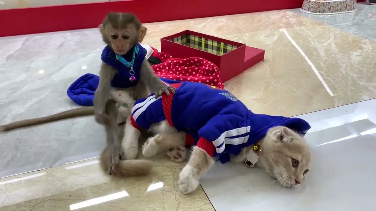 oh !!! Little Monkey Juca and His Little Friend Win Gifts. #shorts