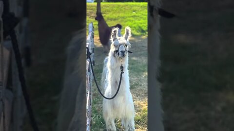 How to Show, Love and Care for Cute Adorable Llamas and 4H kid interviews