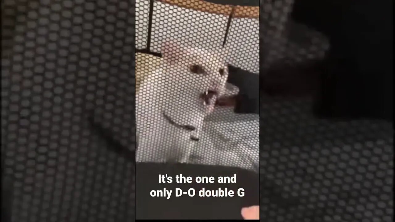 MEME is the one and only D-O double G #shorts