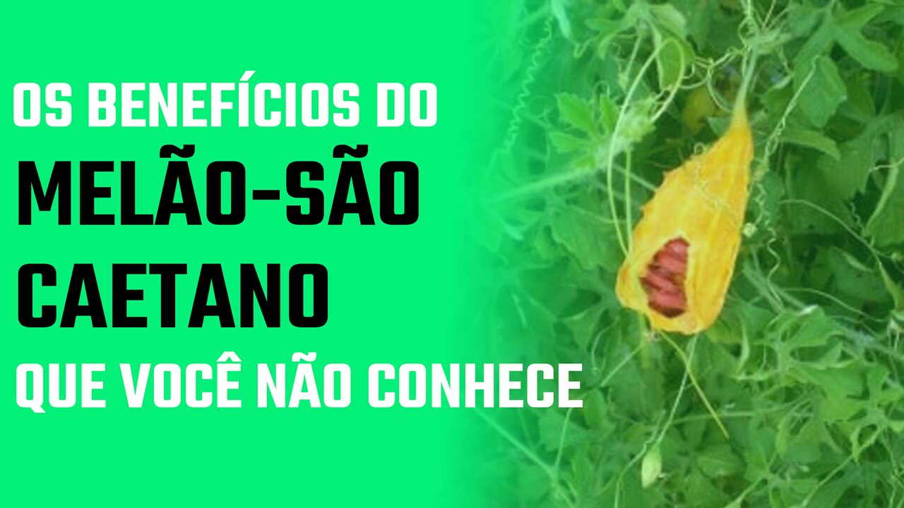 Os Benefícios do Melão-São-Caetano que você não Conhece