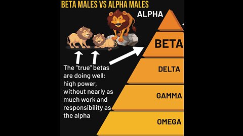 Beta Male VS APLHA Male- Who Are You