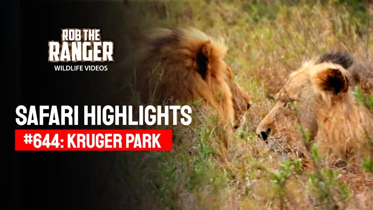 Safari Highlights #644: 22 November 2021 | Kruger National Park | Latest Wildlife Sightings