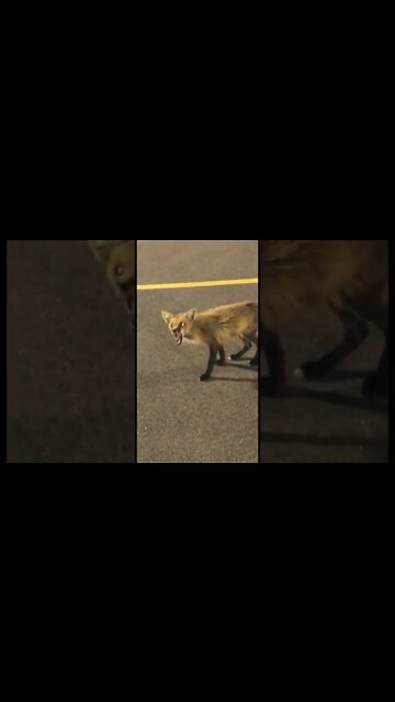 Poor little fox I wish I had food to feed