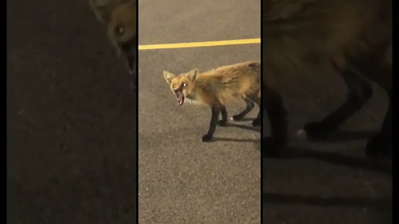 Poor little fox I wish I had food to feed