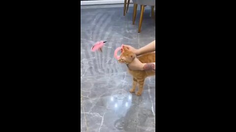 Funny Cat videos