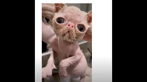 Watch These Disgruntled Cats Get the Most Unusual Beauty Treatment!