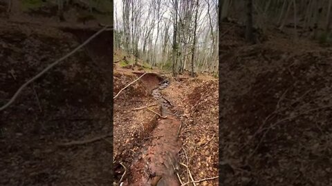 Listen to the relaxing sound of water flowing in a forest