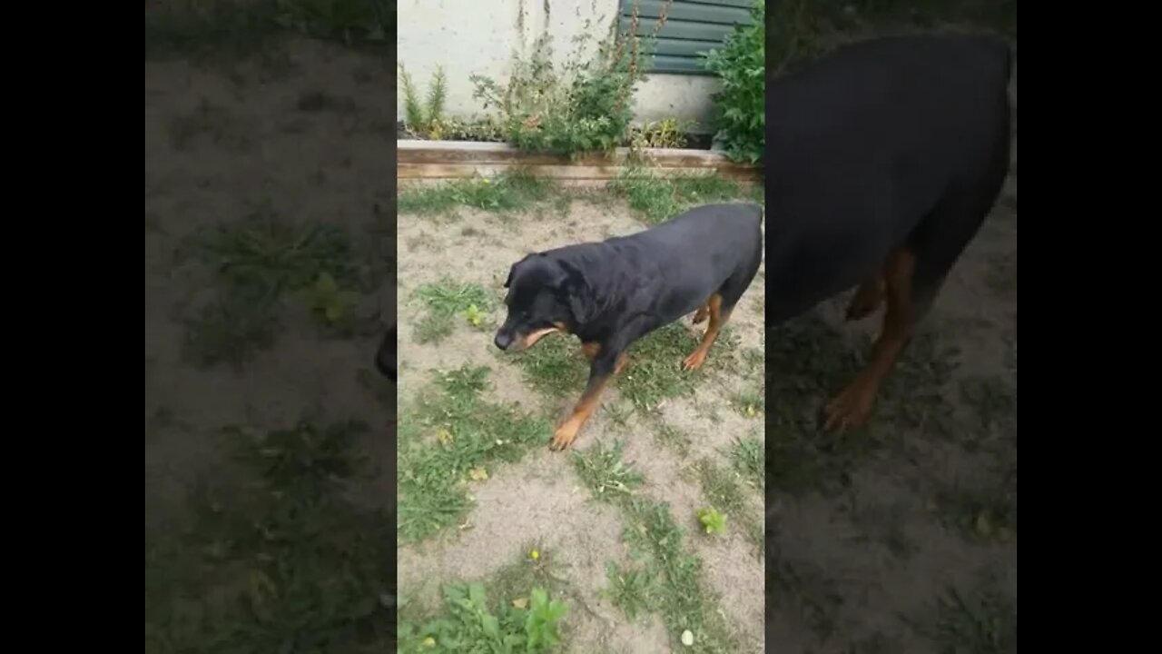 Gorgeous Off Lease Rottweiler #Shorts #rottweiler😍💖💜💛