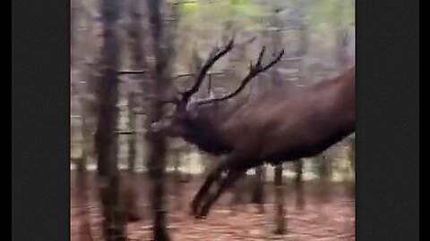 Massive Buck Going Full Speed Through The Woods