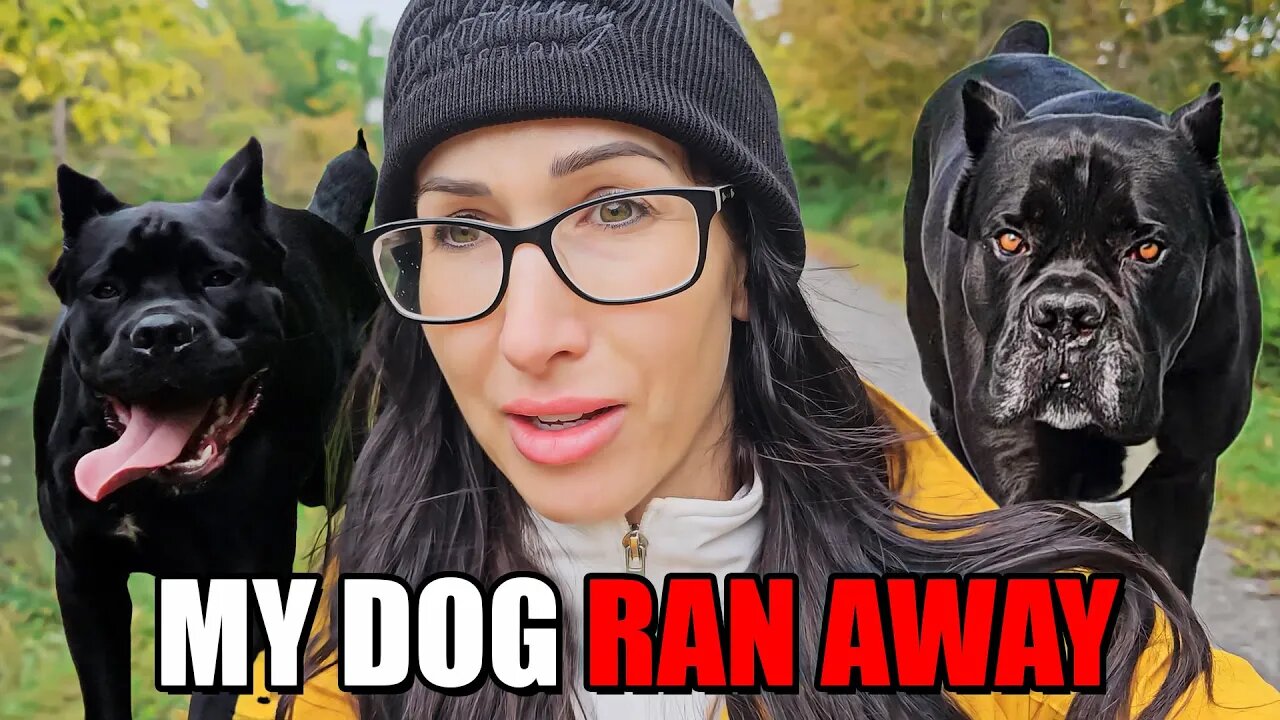 My Dog Ran Away - Dog Squad Walk & Talk #dog #canecorso