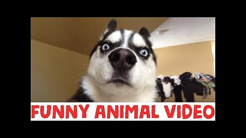 Funny animals video 😂😂😂