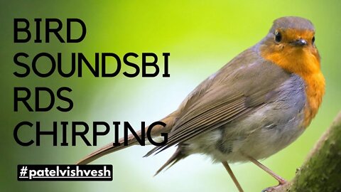 Chirping bird sounds Relaxation - Nature sounds music for Meditation - Birds chirping, birds singing