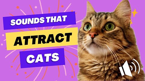 Sounds that attract cats - Meow to make cats come to you