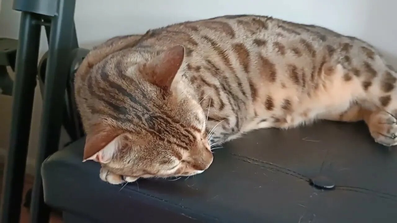 Stop filming me snoring!! πΌπ