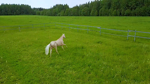 Heavenly Horse - Akhal-Teke - Luke 22:44