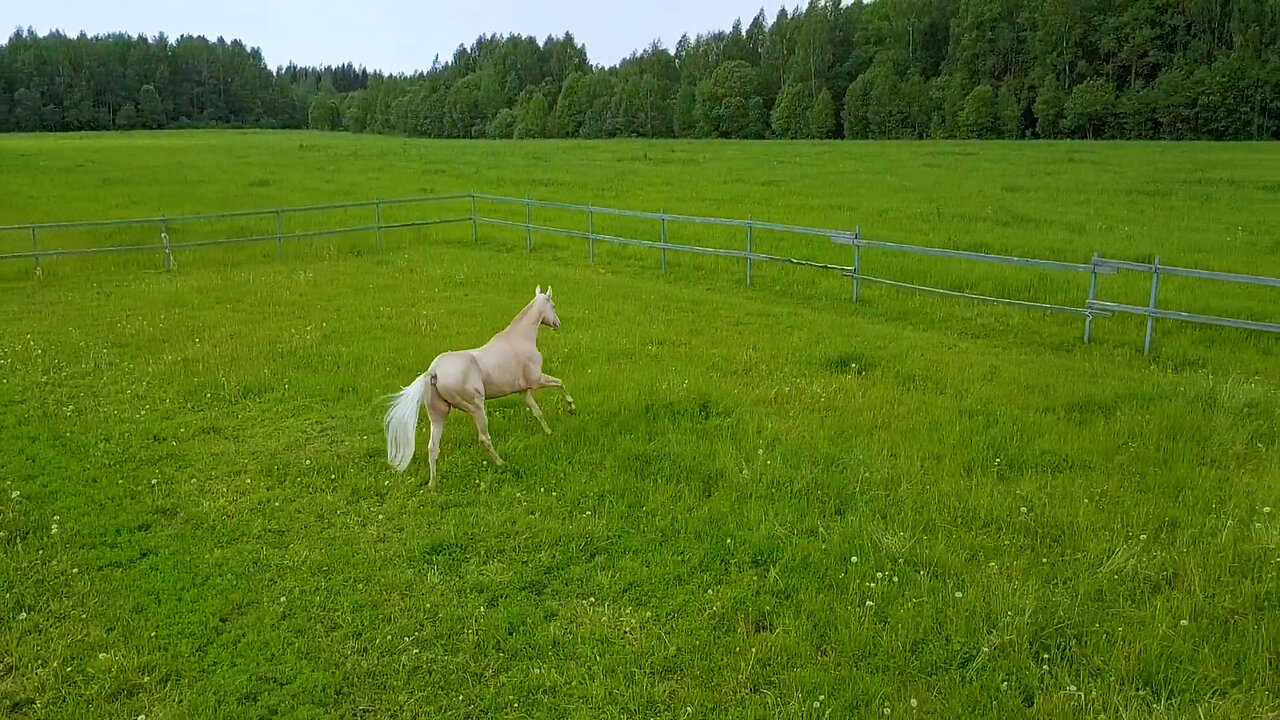 Heavenly Horse - Akhal-Teke - Luke 22:44