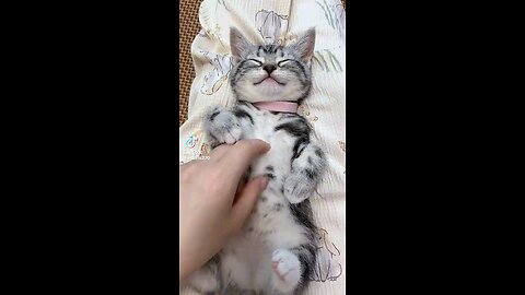 Owner play With Small kitten 🐱