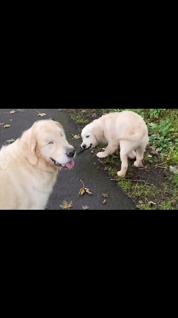 Pup Successfully Leads Blind Dog On A Leash