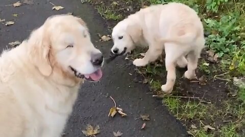 Pup Successfully Leads Blind Dog On A Leash