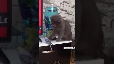 cute cat videos 😹 funny videos 😂🐦