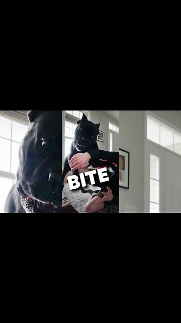 Cane Corso BITES For Play & Wrestles Hard
