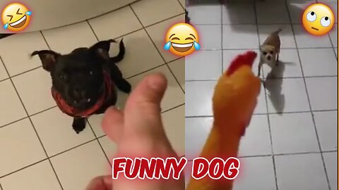 Dog's Funny Video. Funny Dog. Dog Funny Moment 😂