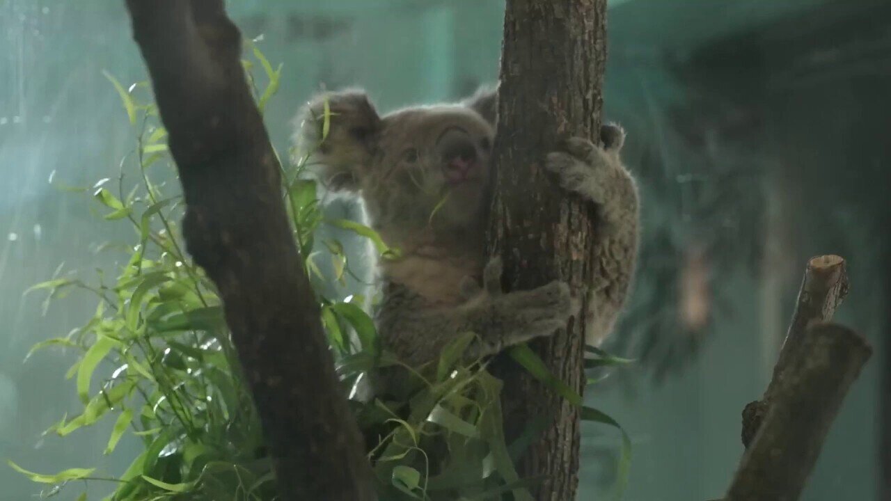 Chicago Zoo Welcomes Two Koalas For The First Time