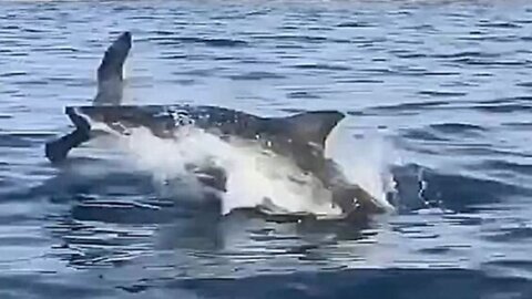 A Seagull Narrowly Escaped Being Eaten By A Shark!