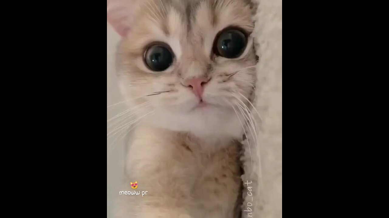 Adorable kitten cuteness 😍🥺🐈