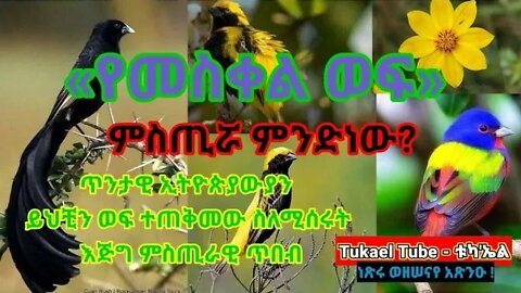 «የመስቀል ወፍ» ምስጢሯ ምንድነው?