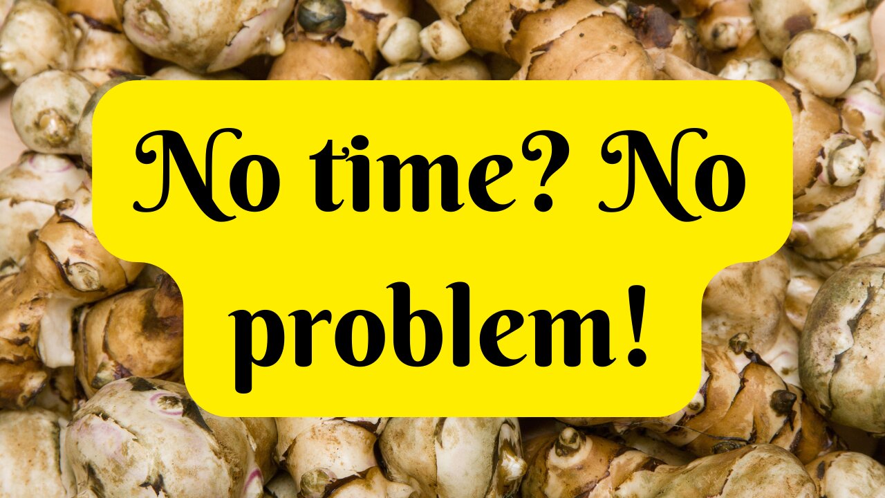 No-Care Survival Food | Jerusalem Artichokes from Seed!