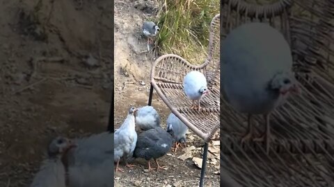 Picachu is back with her flock and doing well