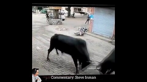 Bulls take over small town