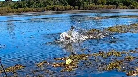 Shad Migration