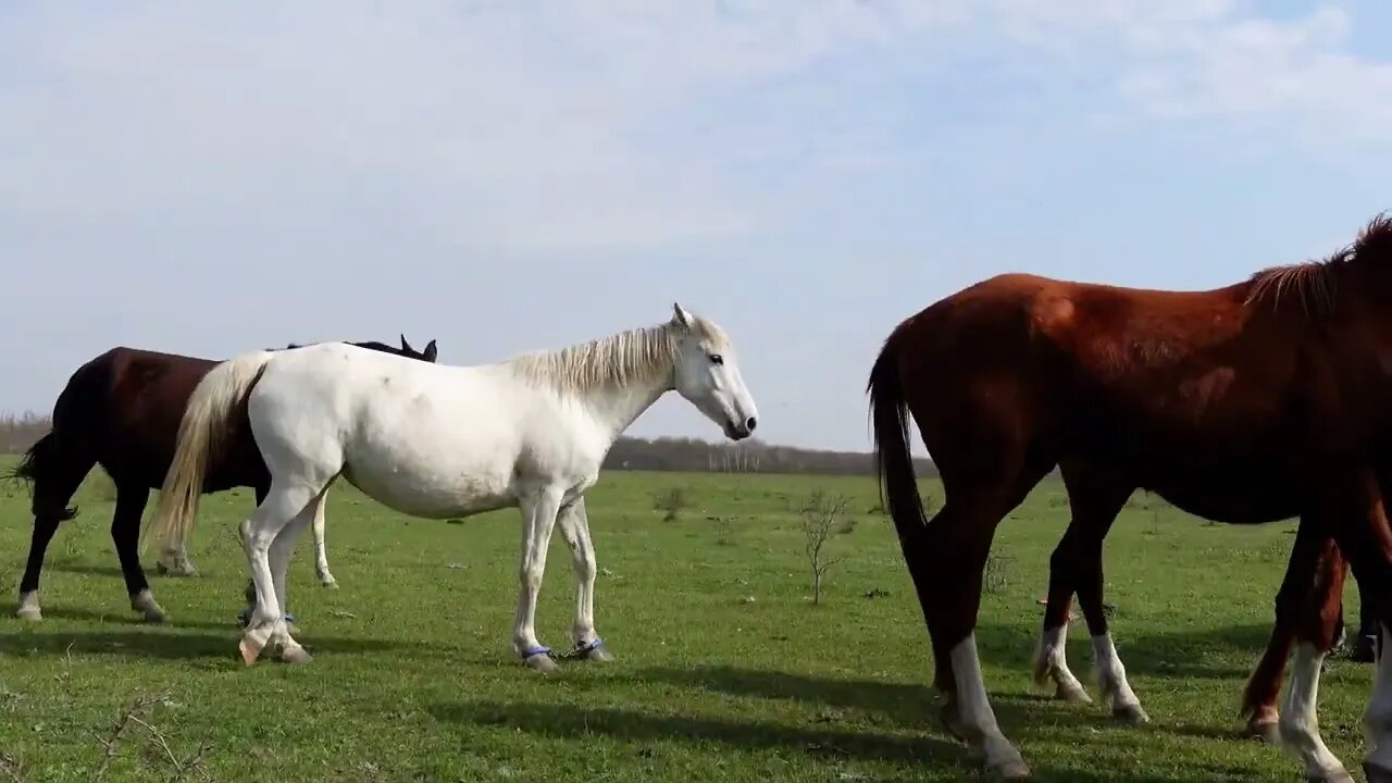 Тайна жизнь домашних животных_ Домашние Животные Видео Звуки природы Корова Лошадь и овцы