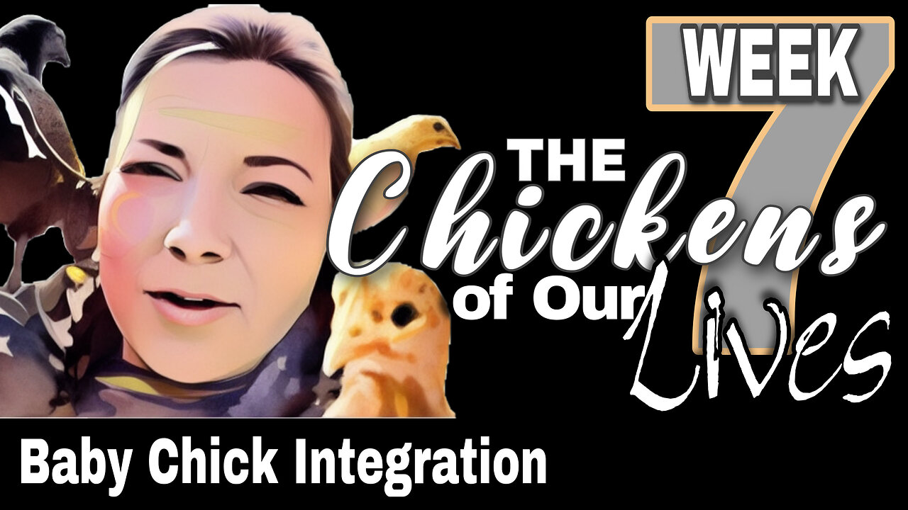 Raising Baby Chicks Week 7: Integrating Baby Chicks with other Baby Chicks