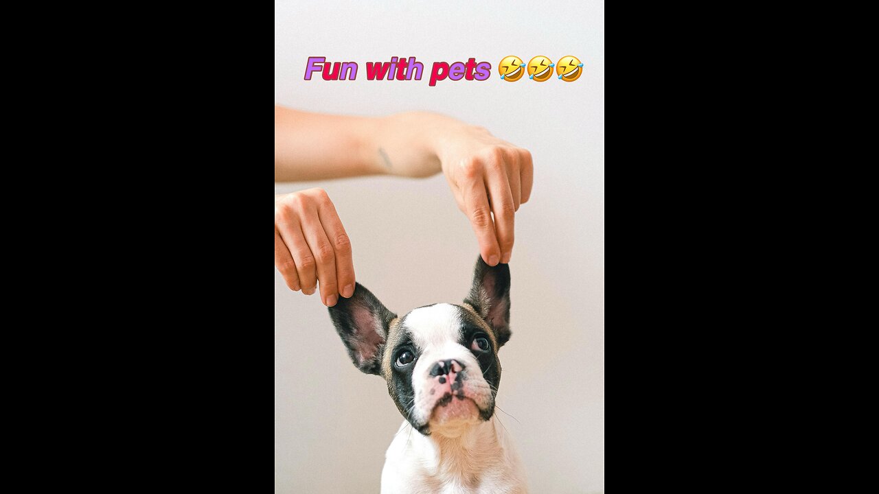 Boom boom booommm 😂😂😂 amazingly funny pets moments 😜