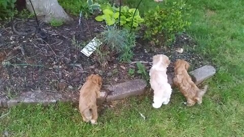 H Litter - Maturing Nicely(4)