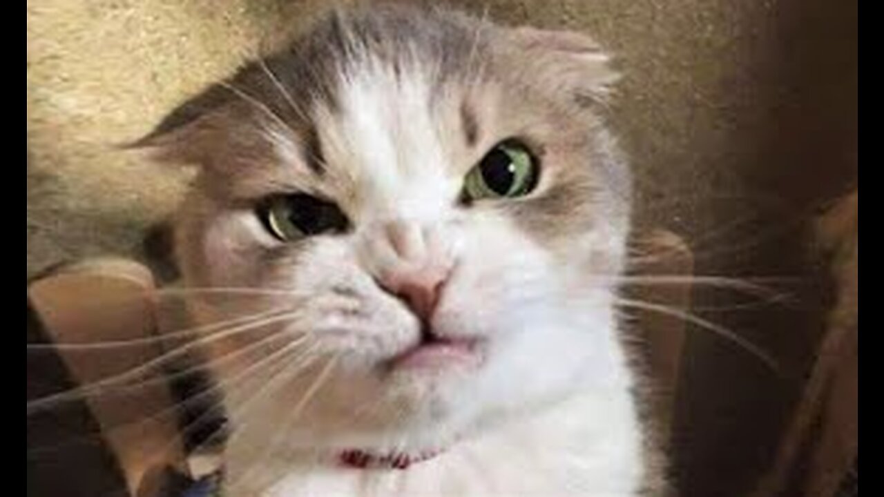 Funny Dog And Cat videos ππΆπ» Funniest Animals #6 #funnyanimals