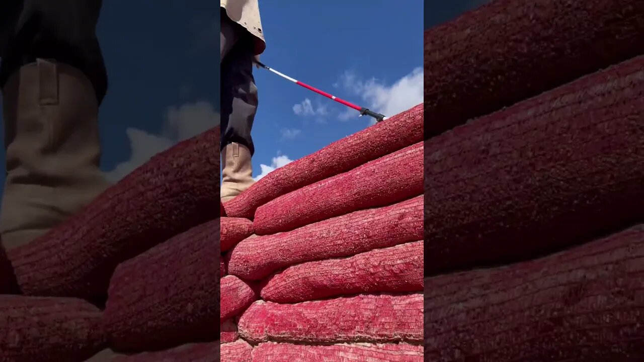 #videoaday Oct 25 #blindman walks on top the earthen wall. #construction