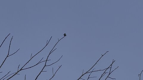 Hummingbird so small 😍🥰🥰