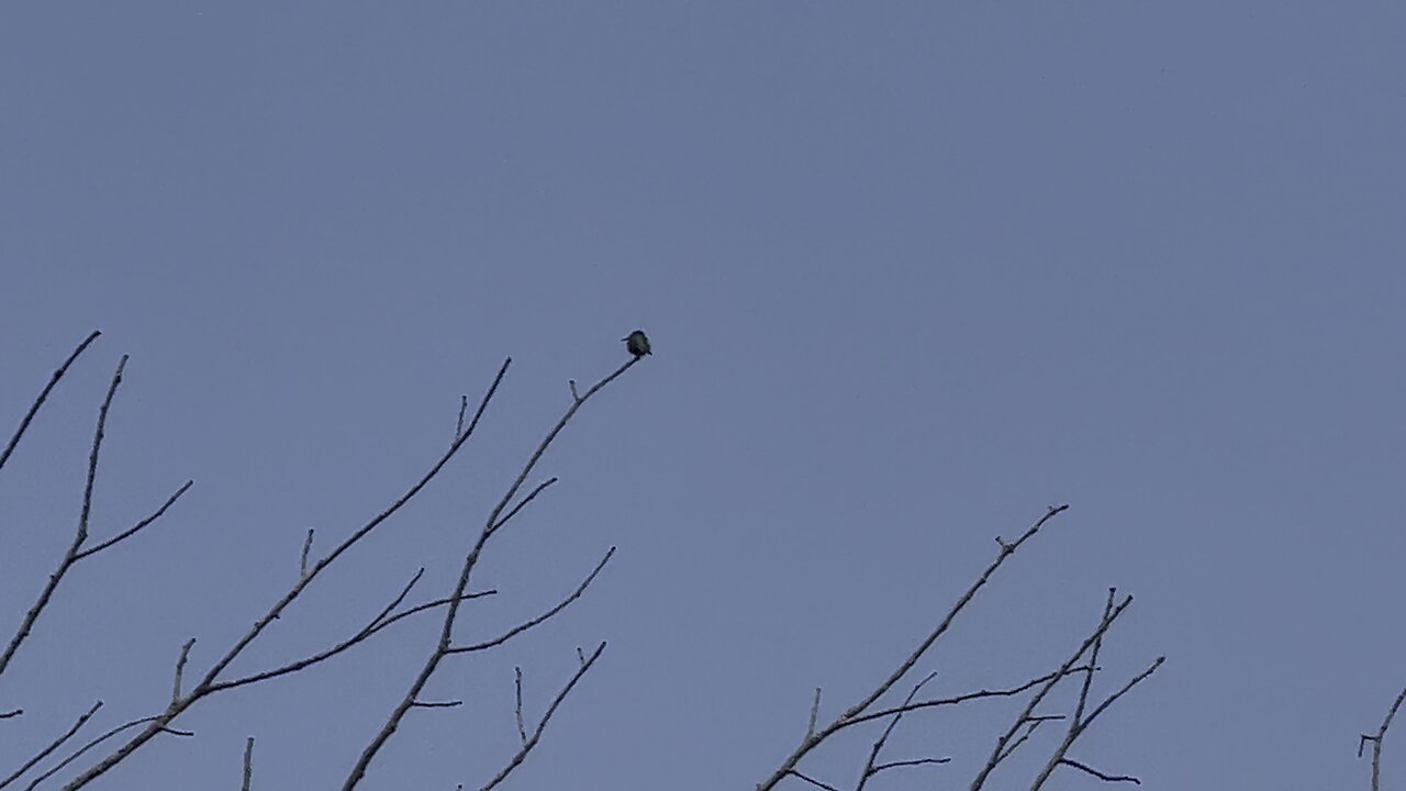 Hummingbird so small 😍🥰🥰