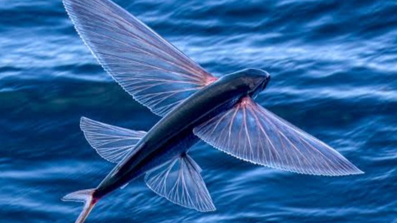 Flying Fish.