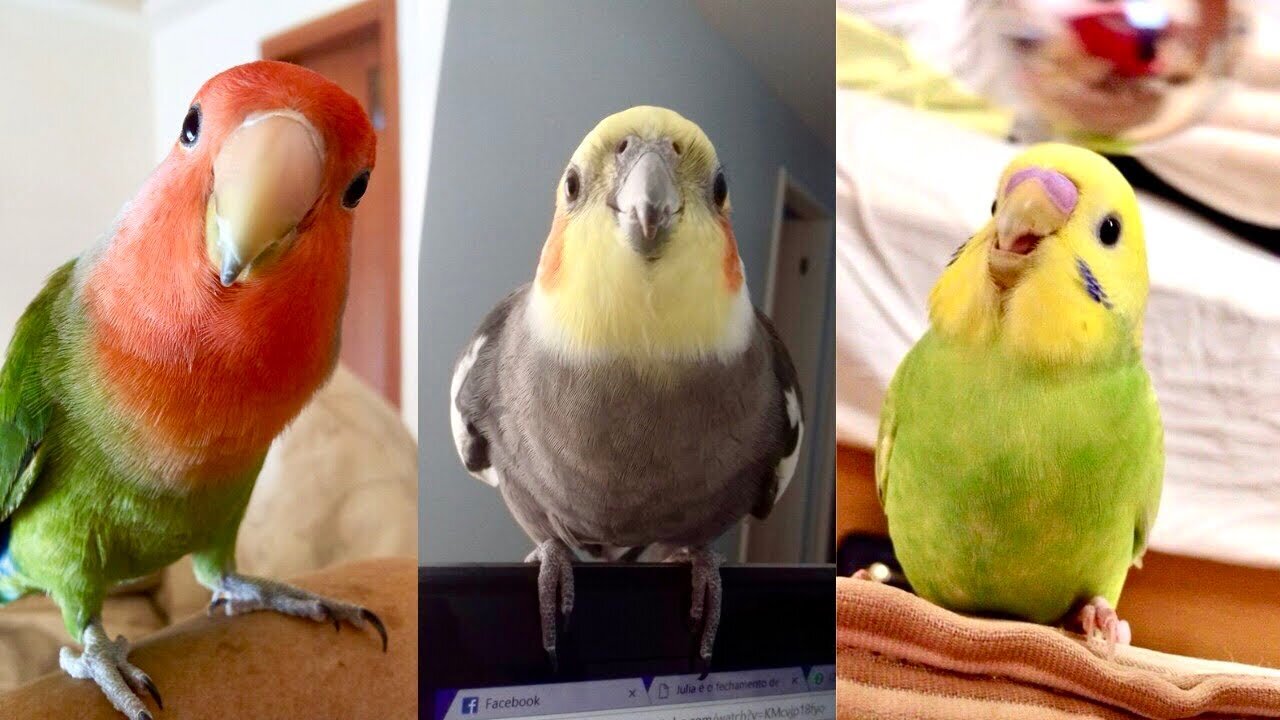 BIRB MEMES-HAPPY COCKATIELS-Funny Parrot Videos-Dank Bird Humor-Cute Cockatiels