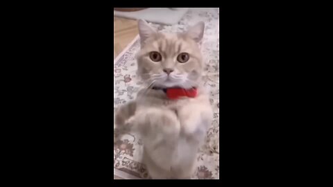 Funniest Videos 2023 😂 Funny Cats 🐱